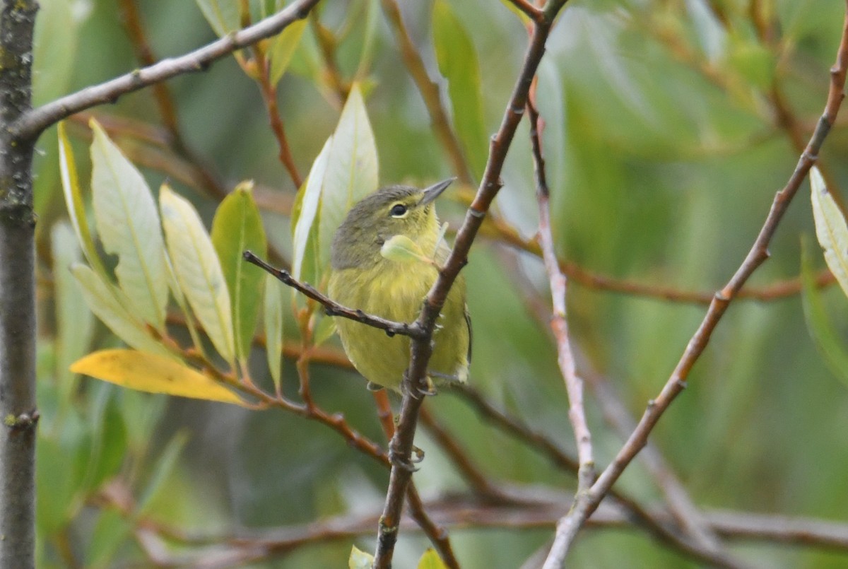 Orange-crowned Warbler (lutescens) - ML642692881