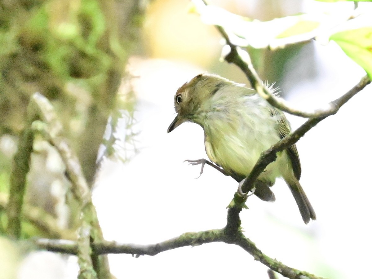 Scale-crested Pygmy-Tyrant - ML642692891