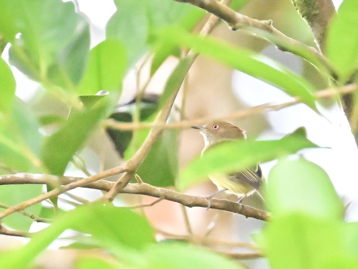Scale-crested Pygmy-Tyrant - ML642692892