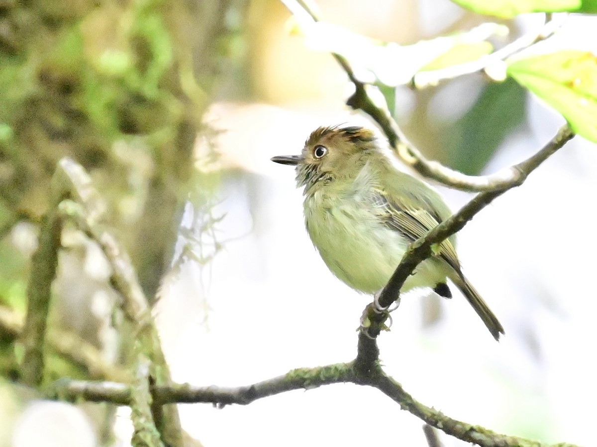 Scale-crested Pygmy-Tyrant - ML642692893
