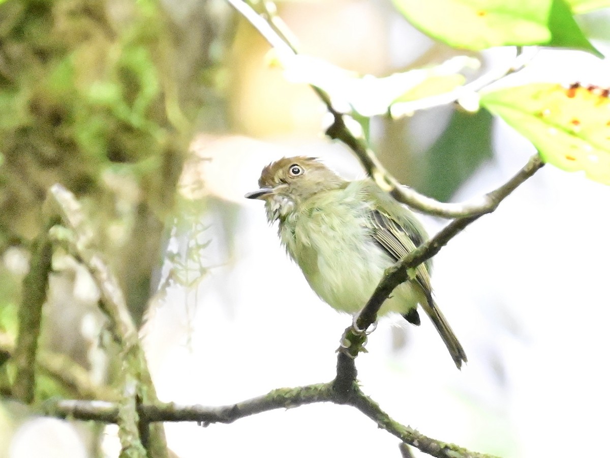 Scale-crested Pygmy-Tyrant - ML642692894