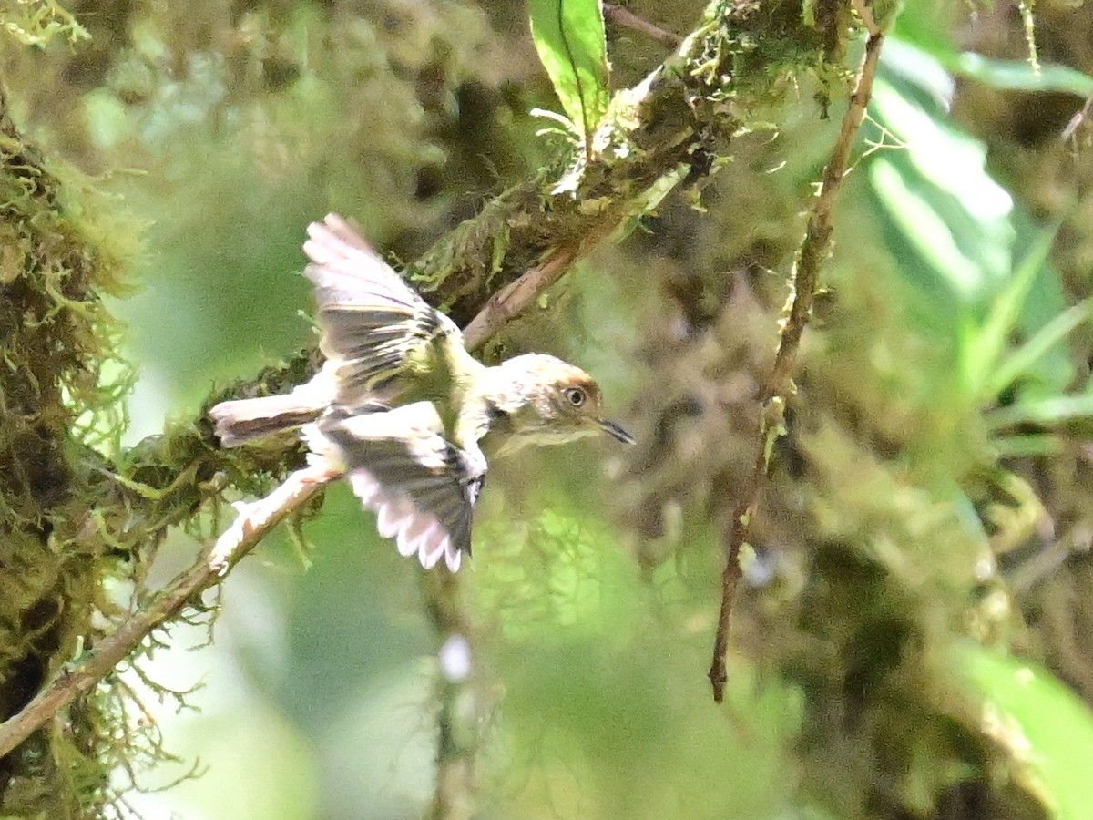 Scale-crested Pygmy-Tyrant - ML642692895