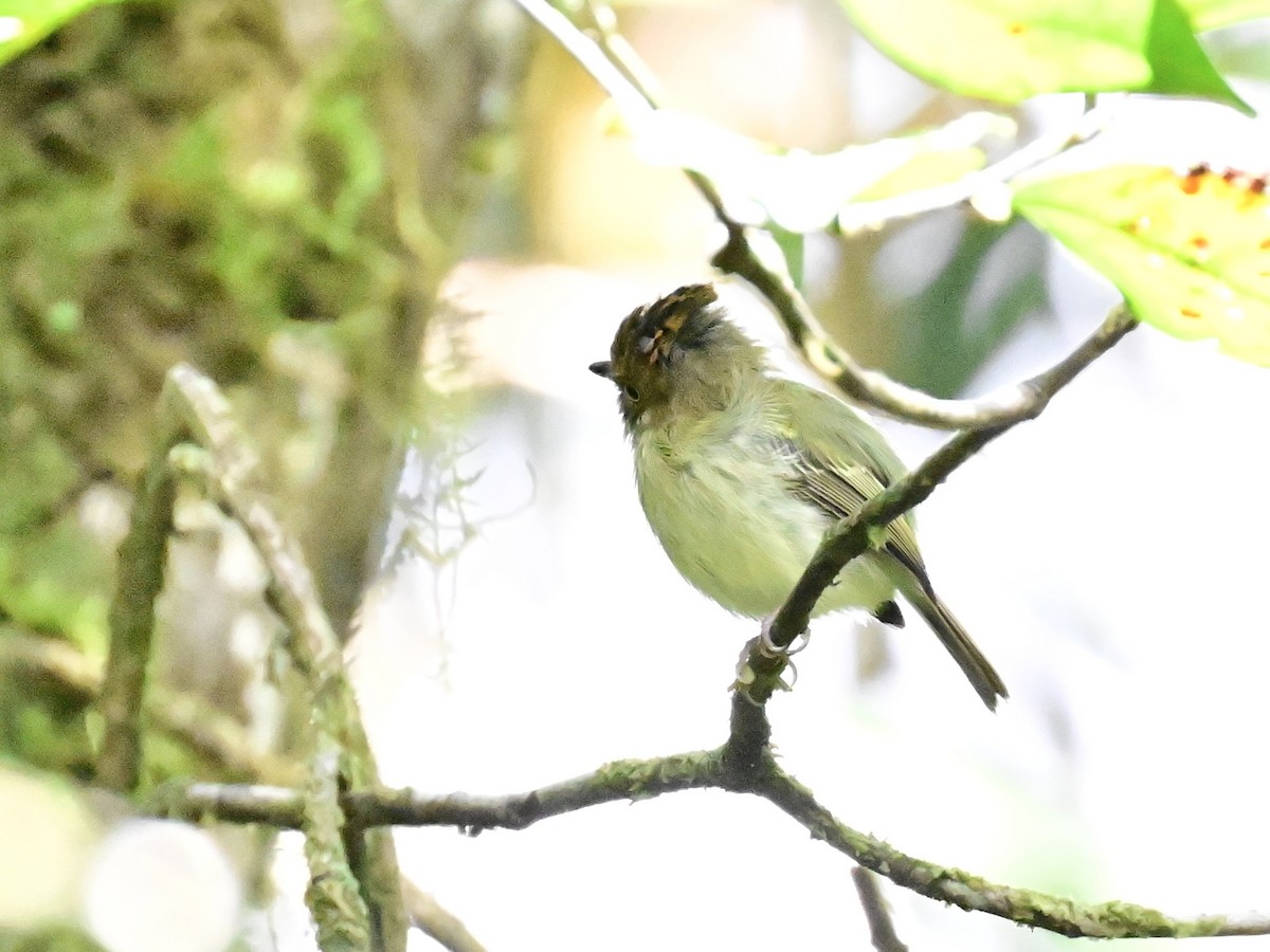 Scale-crested Pygmy-Tyrant - ML642692896