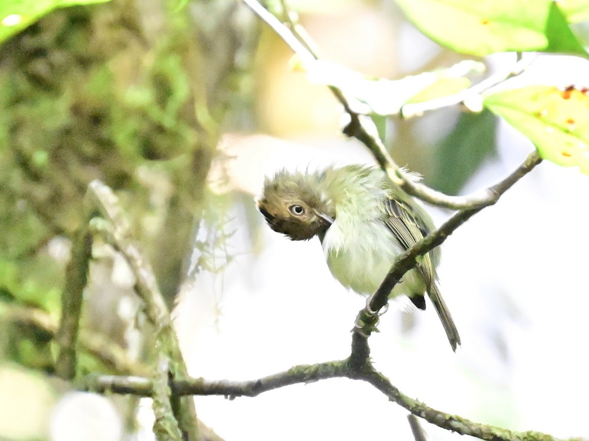 Scale-crested Pygmy-Tyrant - ML642692897
