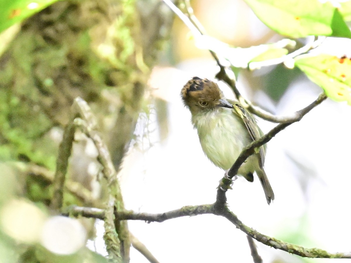 Scale-crested Pygmy-Tyrant - ML642692898