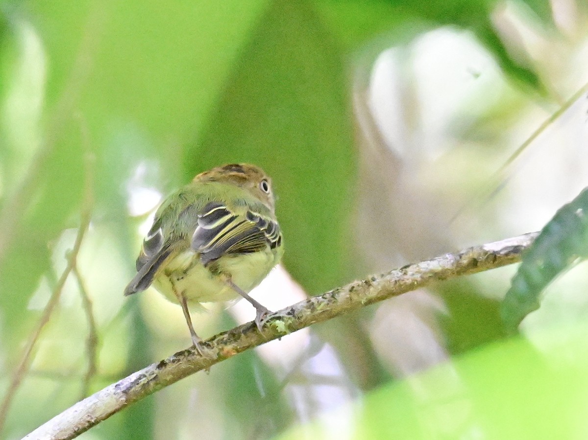 Scale-crested Pygmy-Tyrant - ML642692900