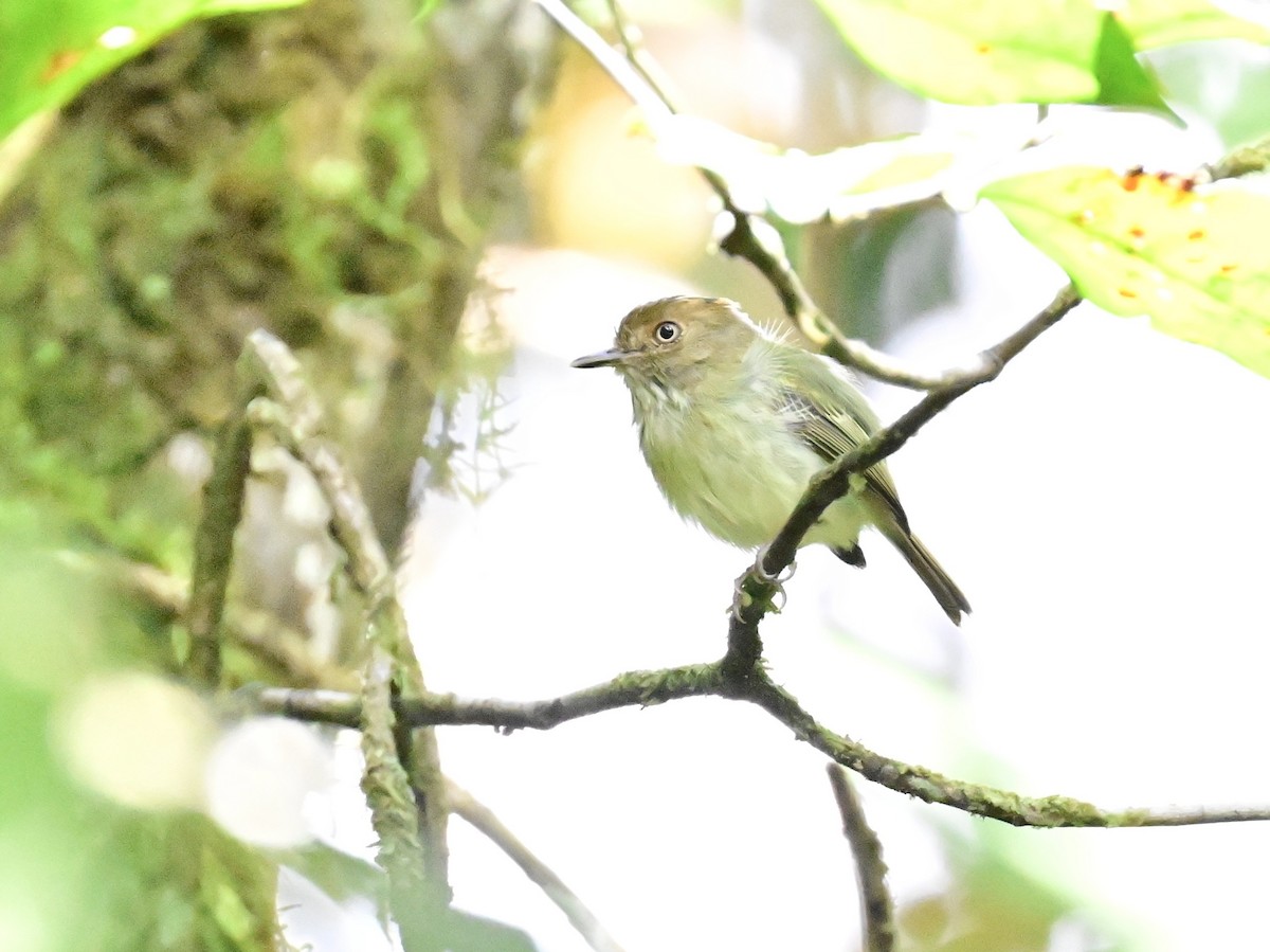 Scale-crested Pygmy-Tyrant - ML642692901