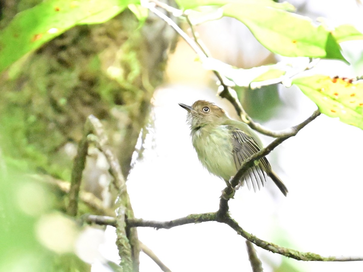 Scale-crested Pygmy-Tyrant - ML642692902