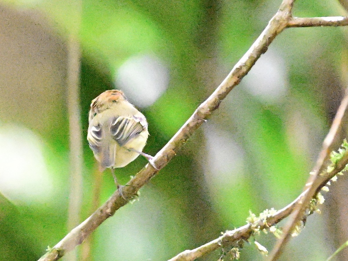 Scale-crested Pygmy-Tyrant - ML642692903