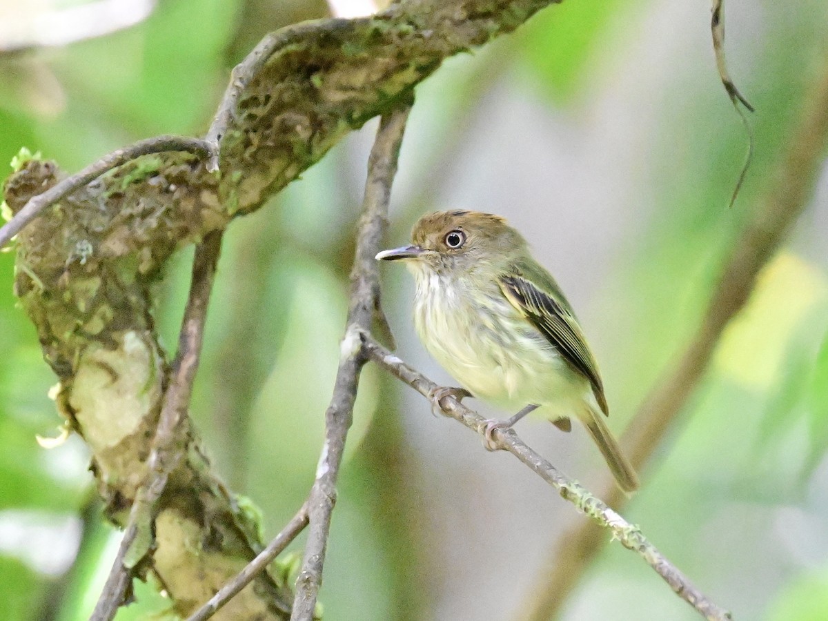 Scale-crested Pygmy-Tyrant - ML642692904