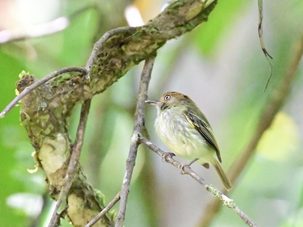 Scale-crested Pygmy-Tyrant - ML642692905