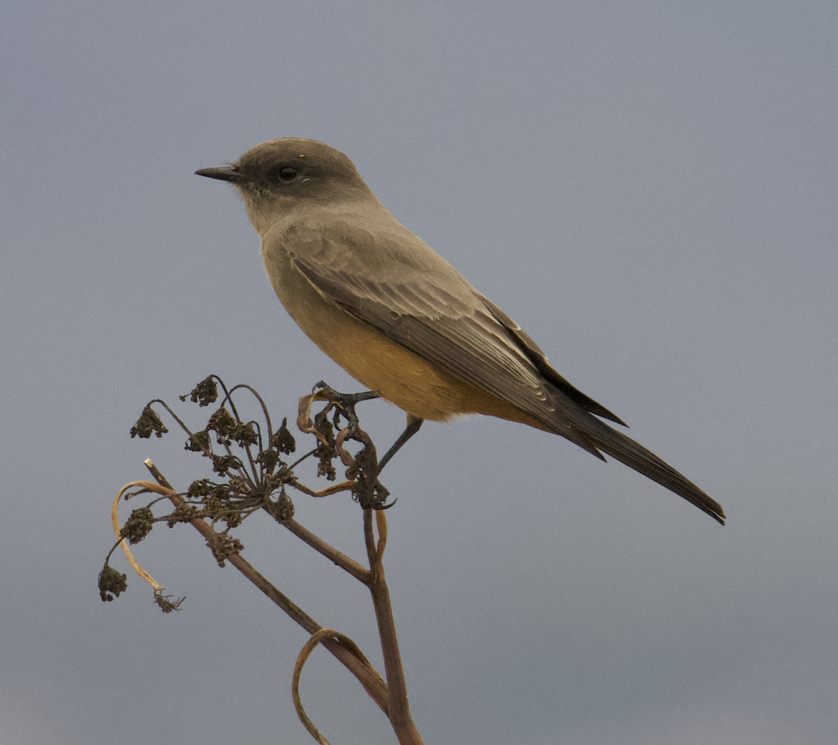 Say's Phoebe - ML642692909