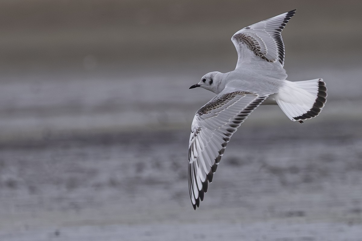 Bonaparte's Gull - Jef Blake