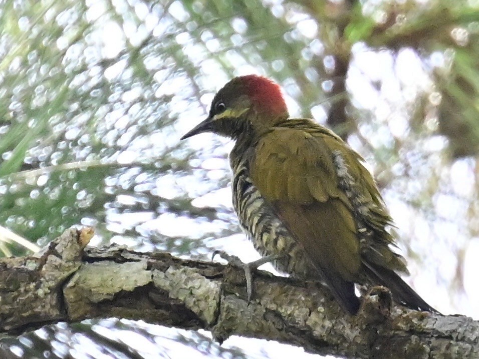 Stripe-cheeked Woodpecker - ML642692914