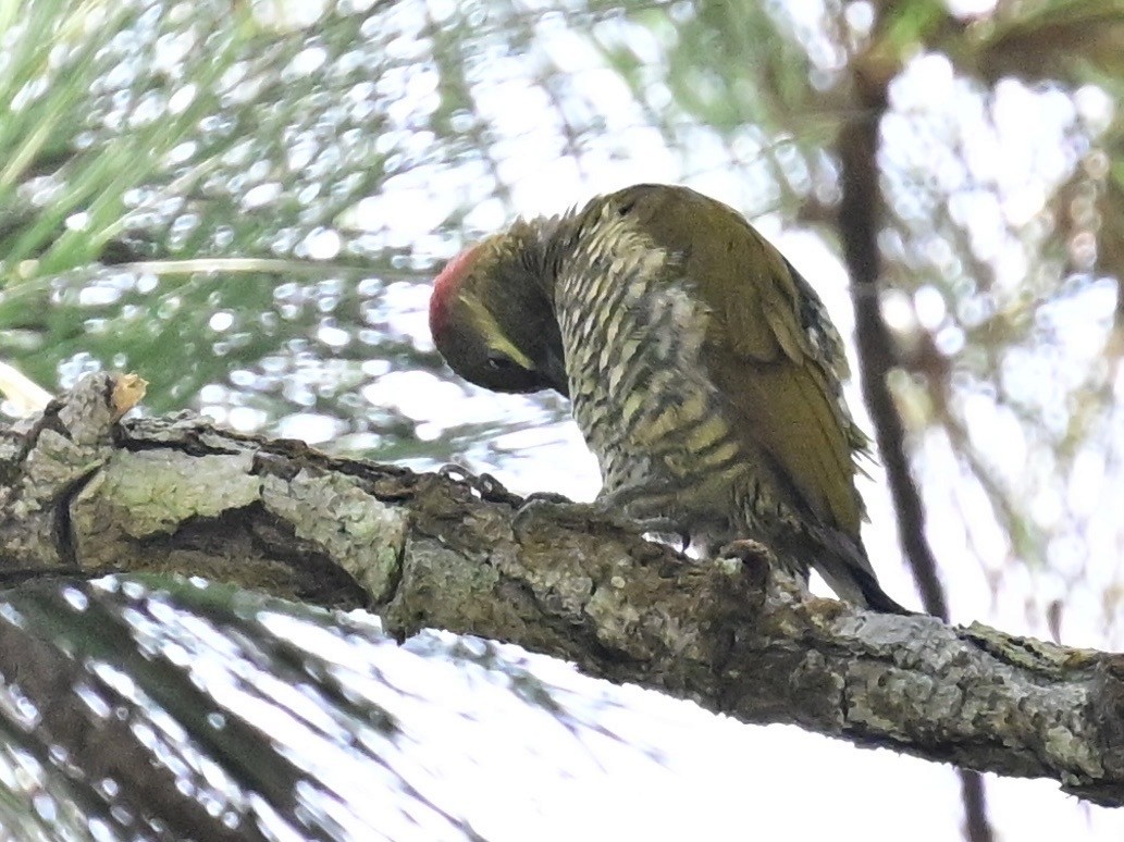 Stripe-cheeked Woodpecker - ML642692915
