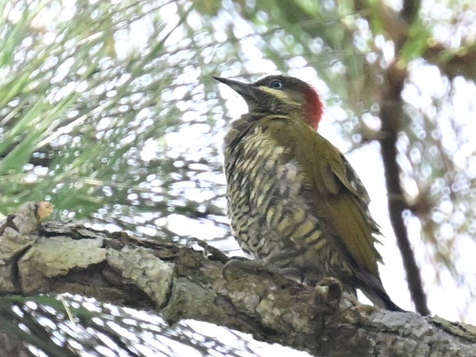Stripe-cheeked Woodpecker - ML642692916
