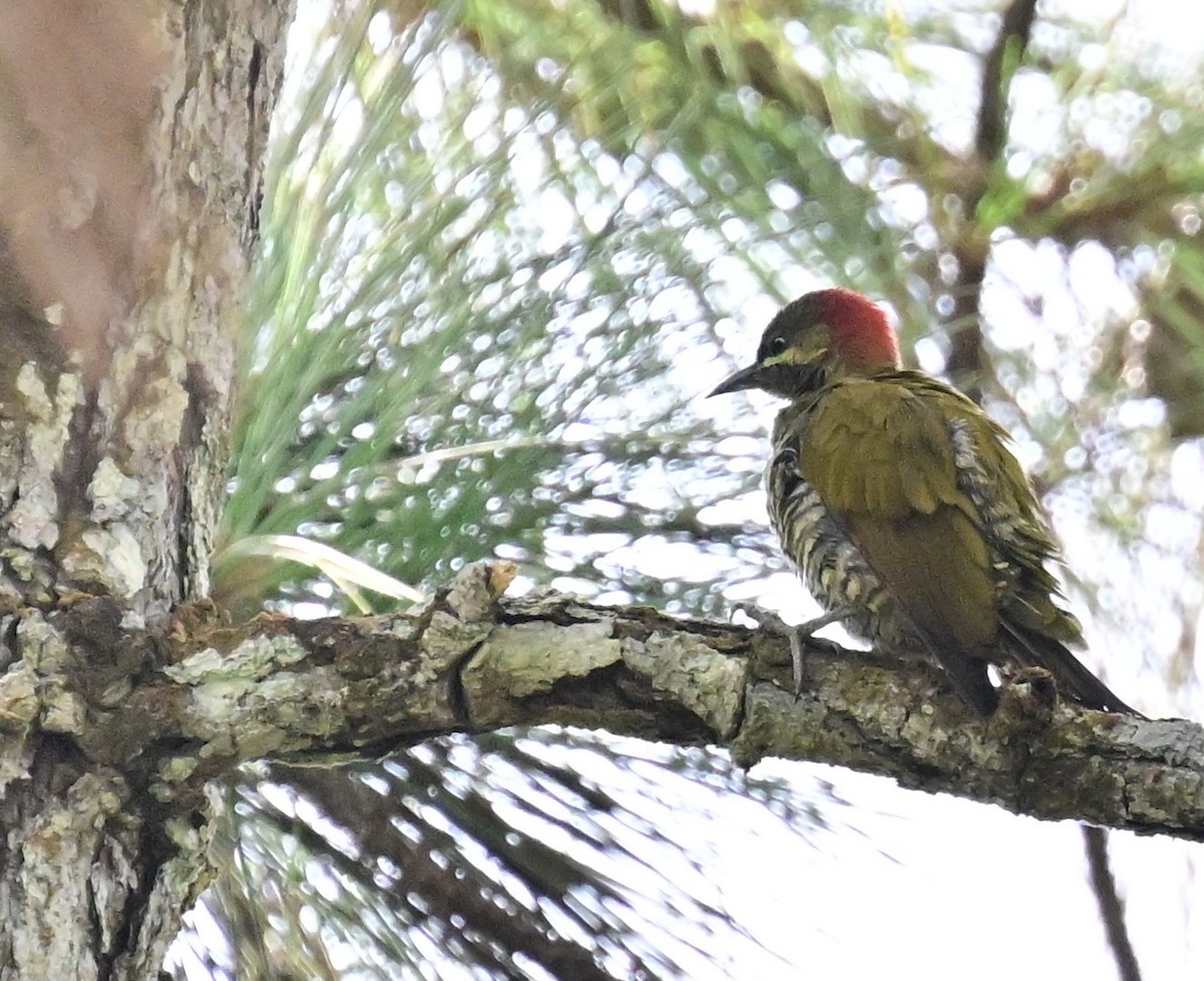 Stripe-cheeked Woodpecker - ML642692917