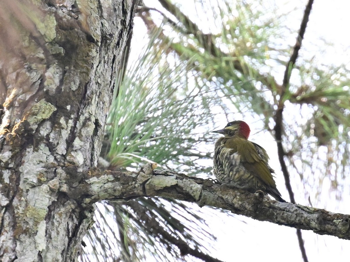 Stripe-cheeked Woodpecker - ML642692918