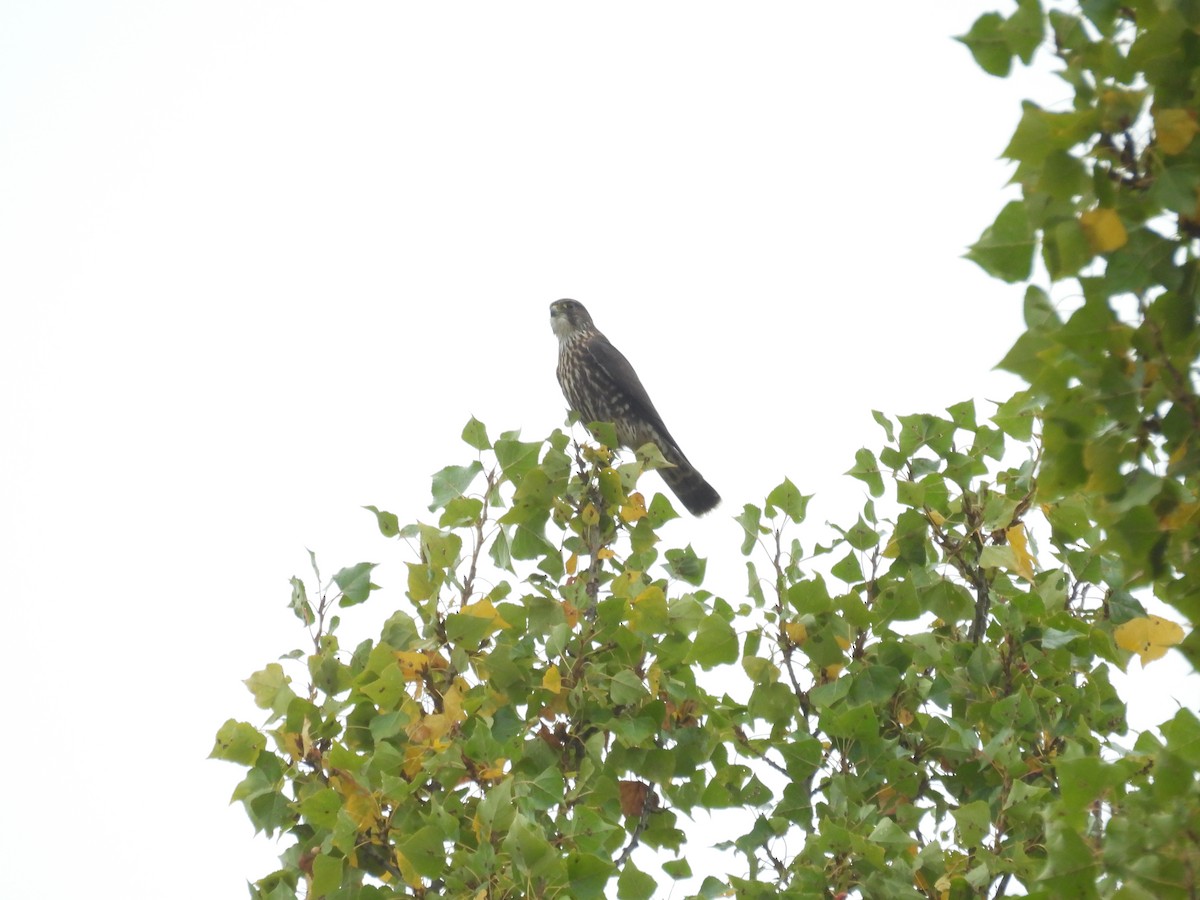 Merlin (Black) - ML642692919