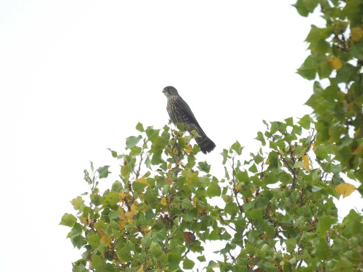 Merlin (Black) - ML642692920