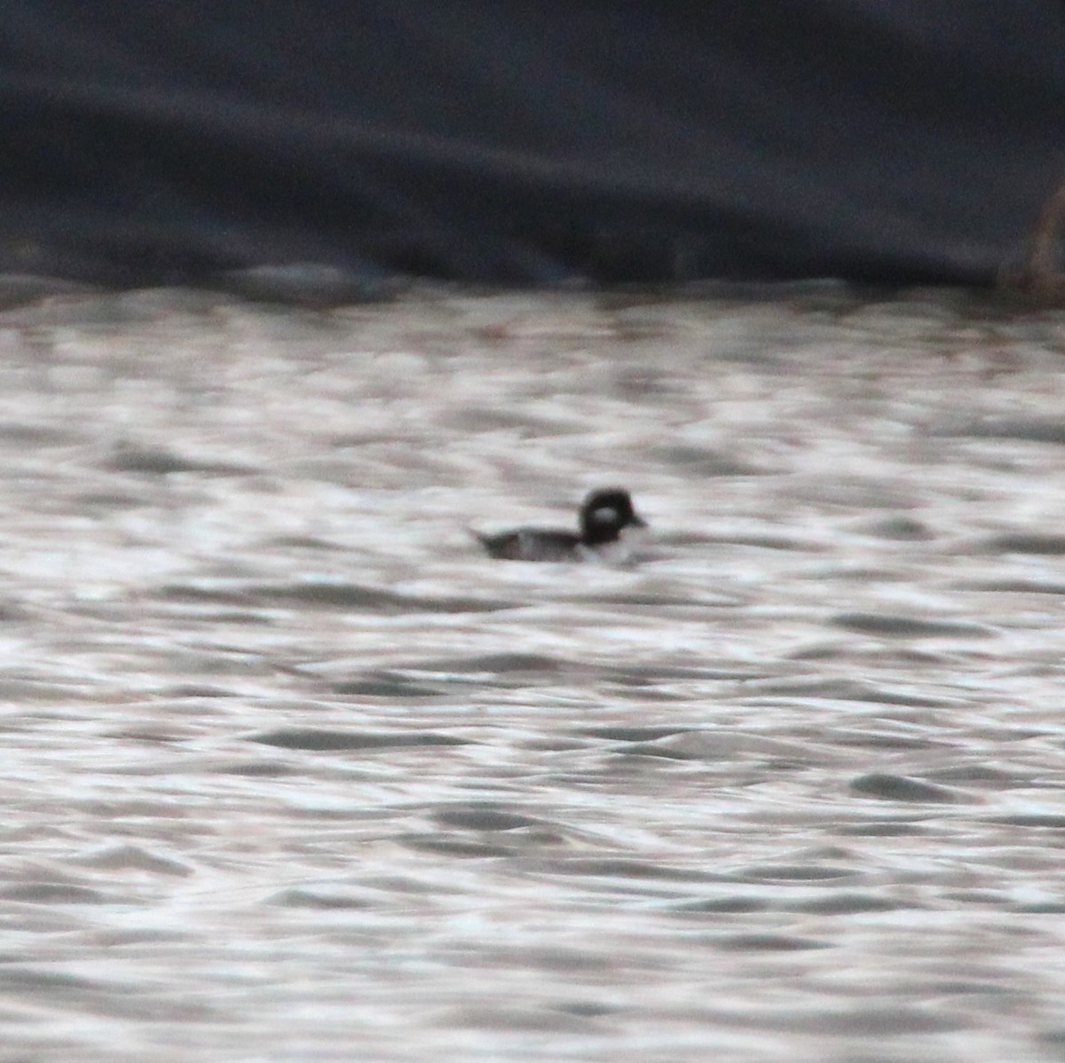 Bufflehead - ML642692921
