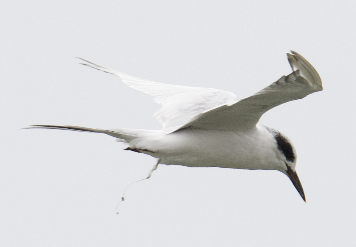 Forster's Tern - ML642692923
