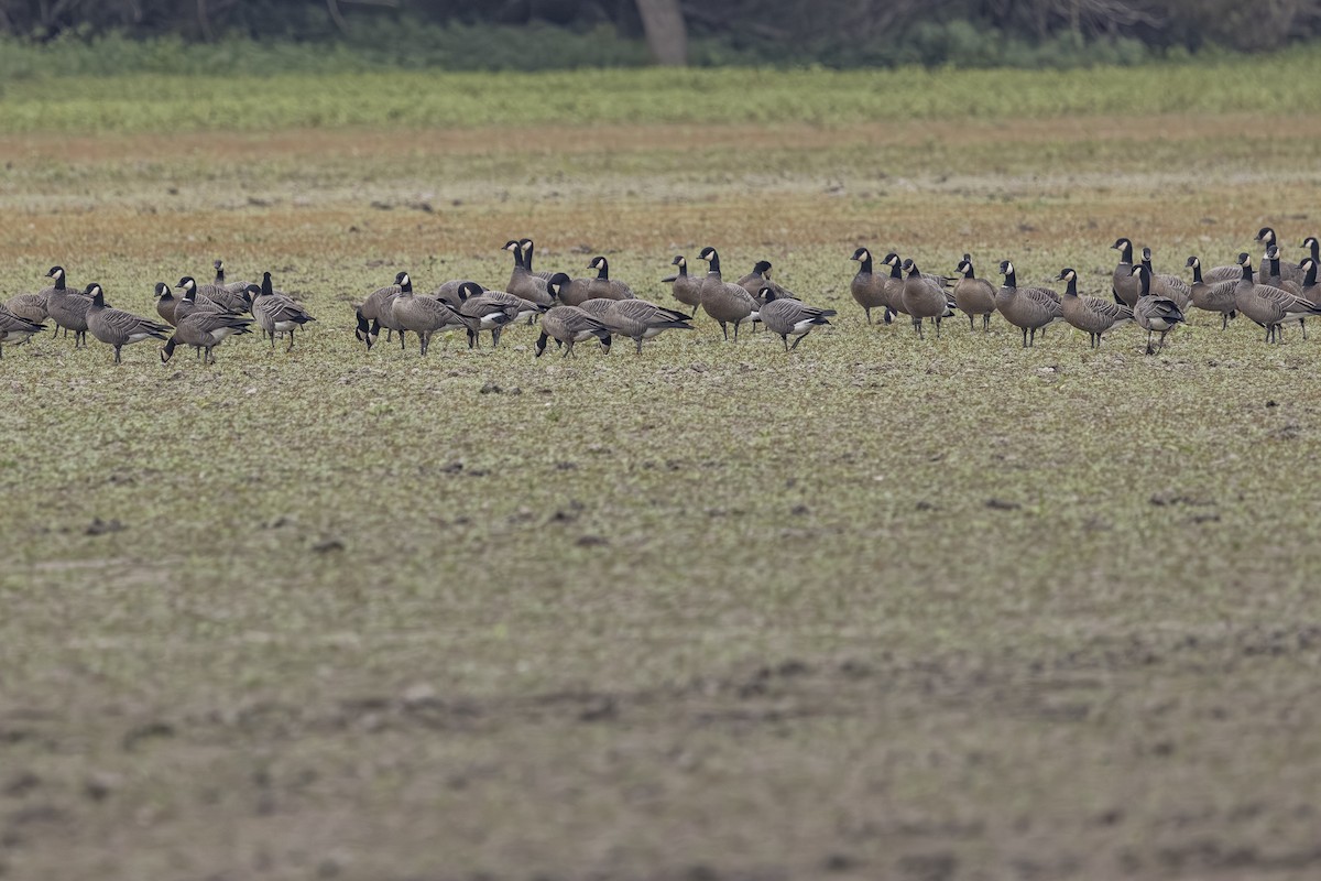 Cackling Goose - ML642692924