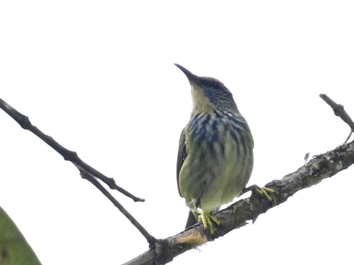 Shining Honeycreeper - ML642692925