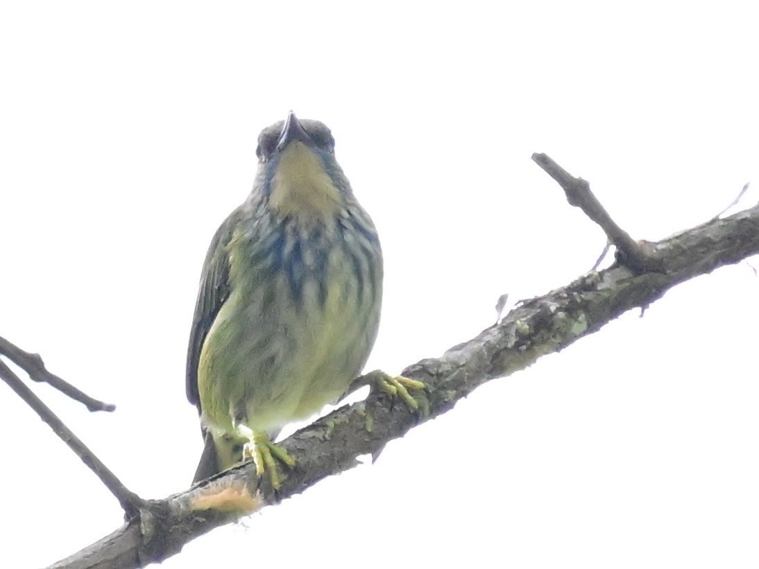 Shining Honeycreeper - ML642692926