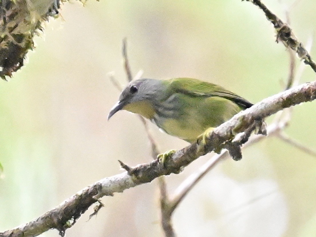 Shining Honeycreeper - ML642692927