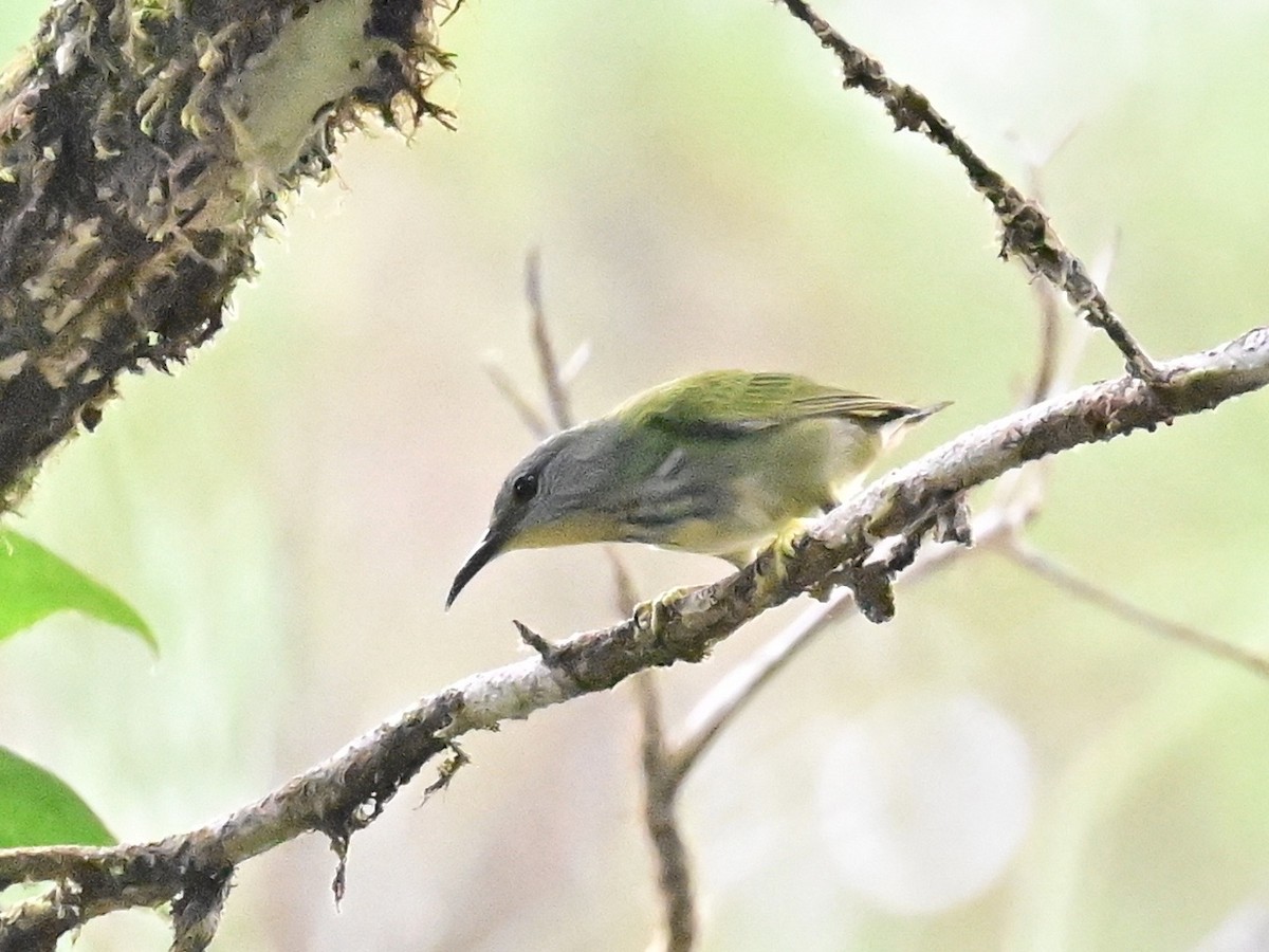Shining Honeycreeper - ML642692928