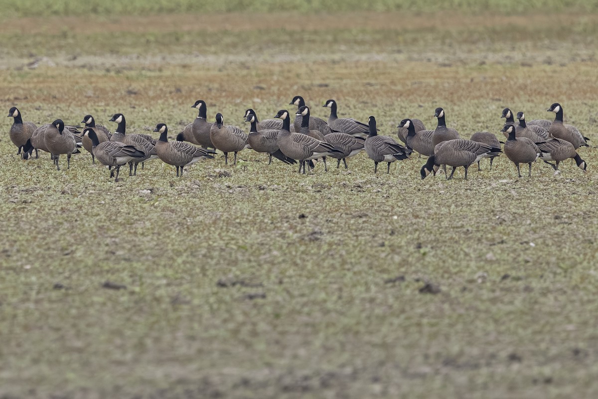 Cackling Goose - ML642692929