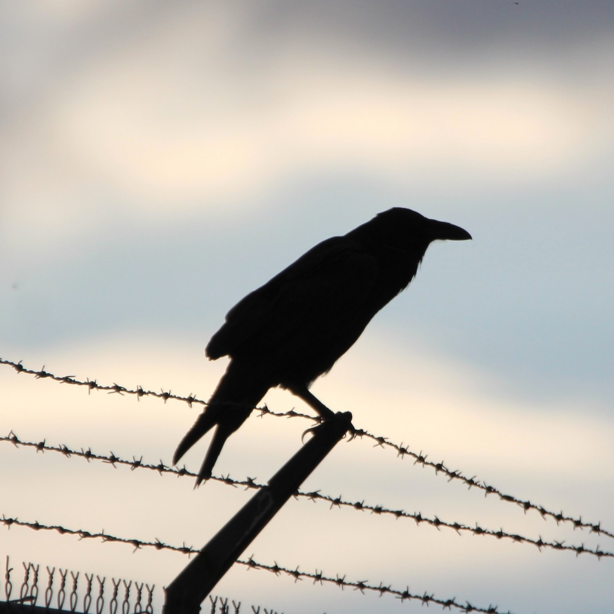 Common Raven - ML642692930