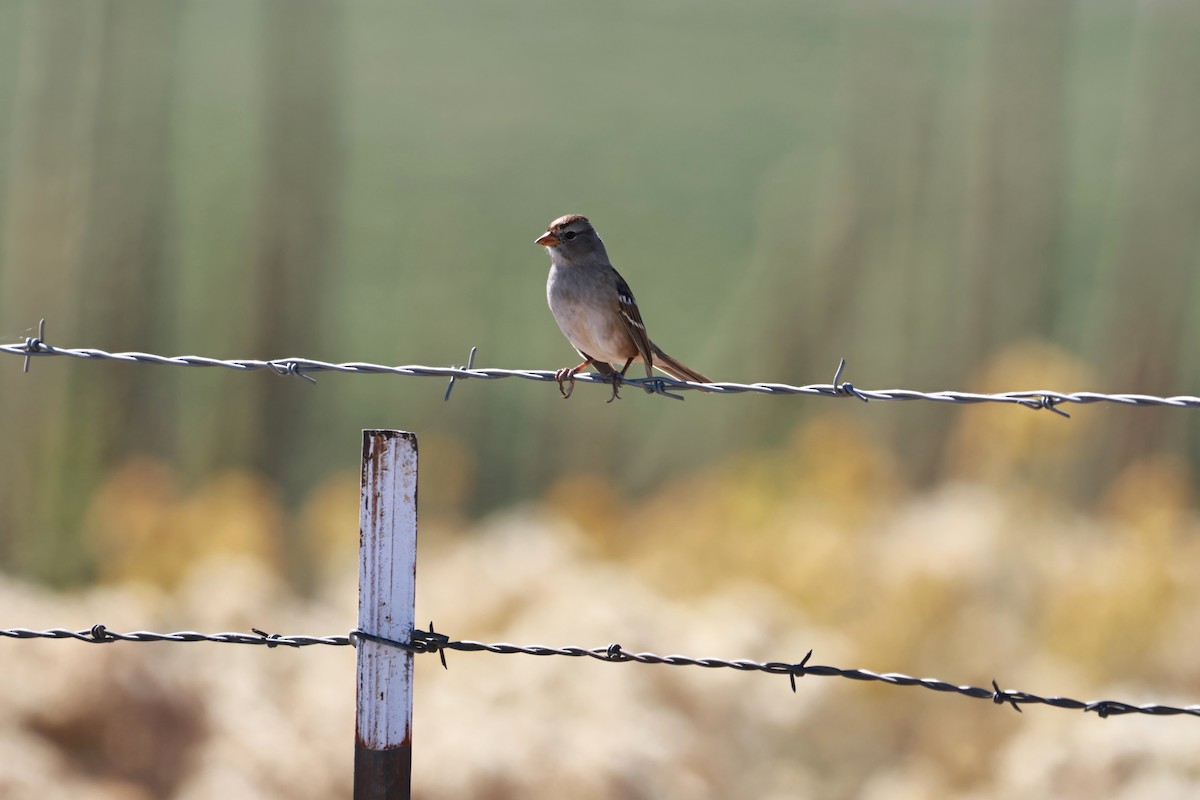 White-crowned Sparrow - ML642692942