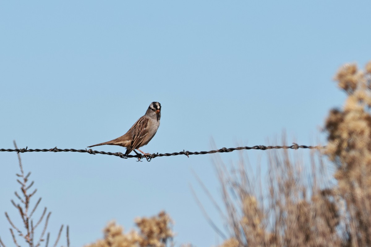 White-crowned Sparrow - ML642692943