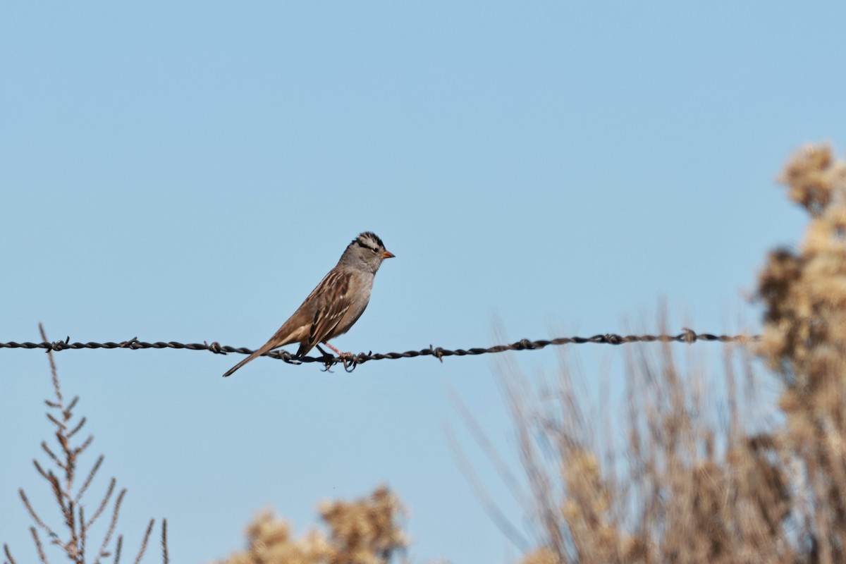 White-crowned Sparrow - ML642692944