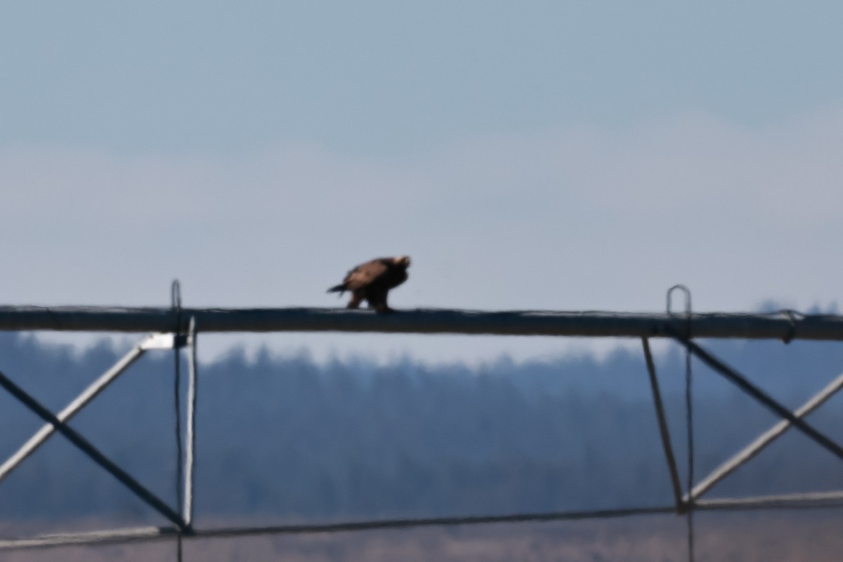 Golden Eagle - ML642692945