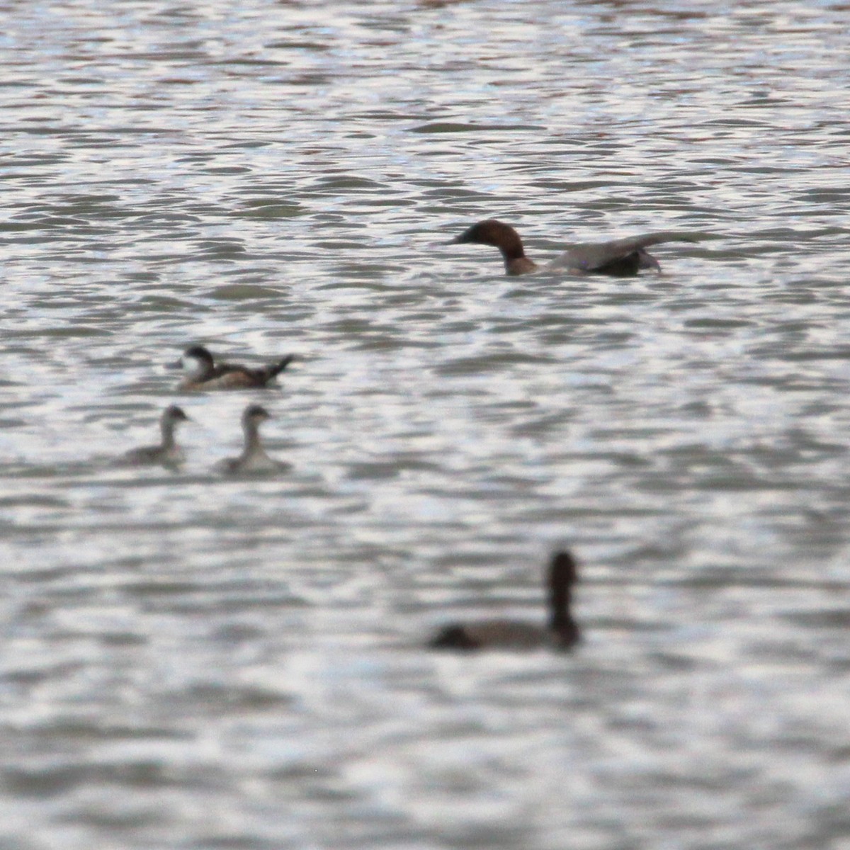 Canvasback - ML642692948