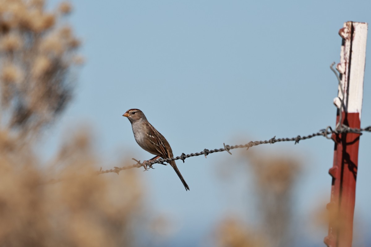 White-crowned Sparrow - ML642692950