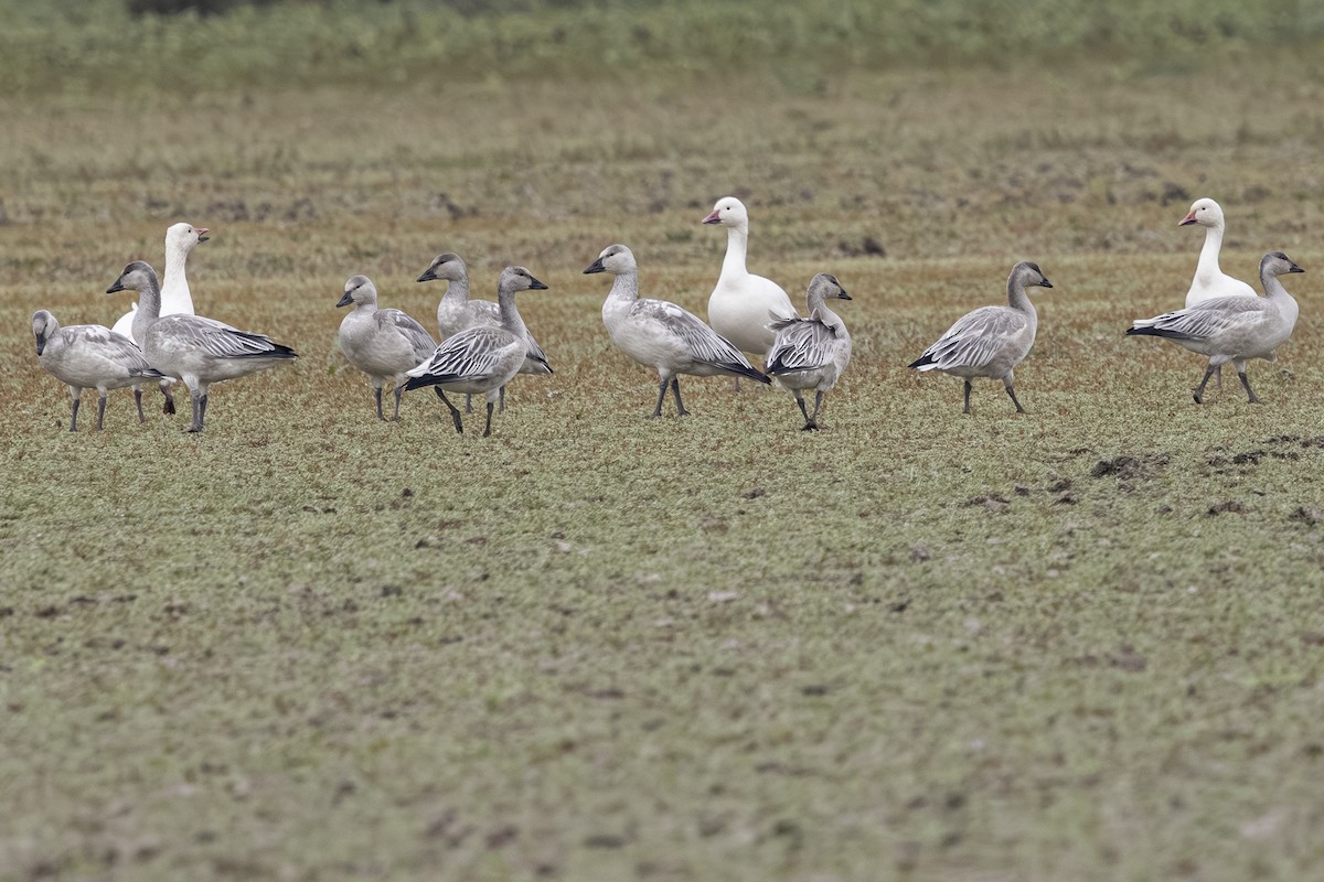 Snow Goose - ML642692951