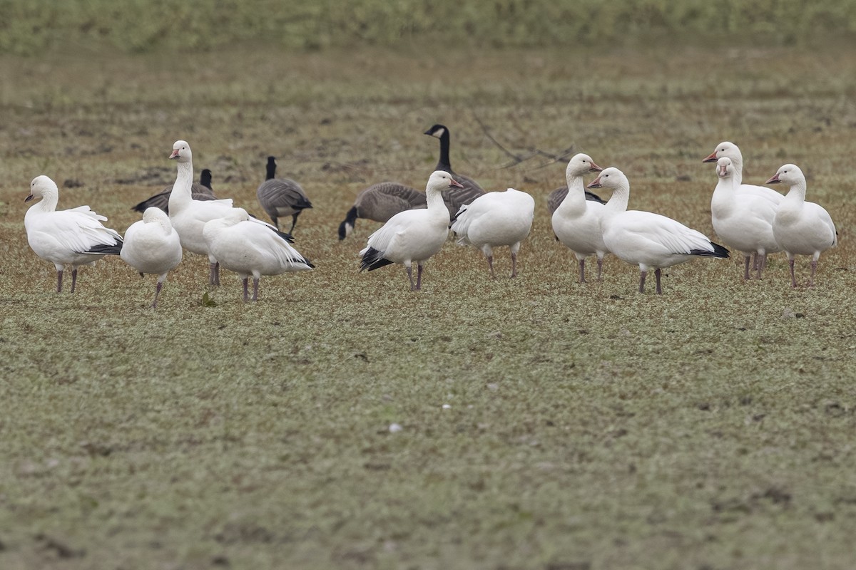 Snow Goose - ML642692952