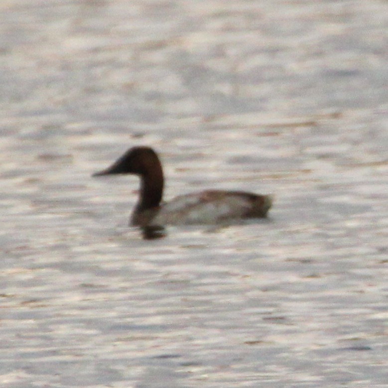 Canvasback - ML642692953