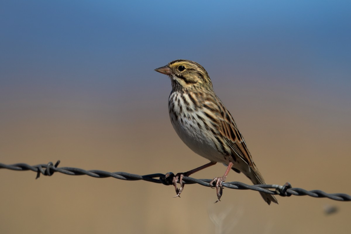 Savannah Sparrow - ML642692956