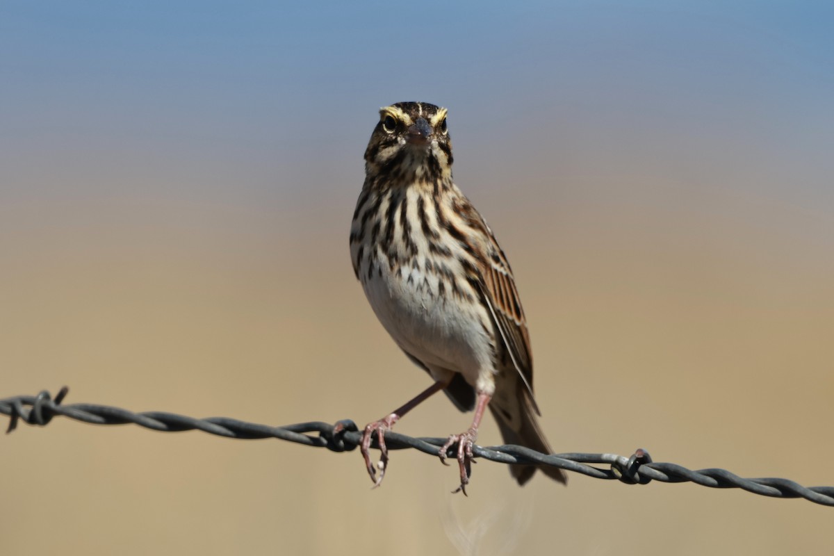 Savannah Sparrow - ML642692959