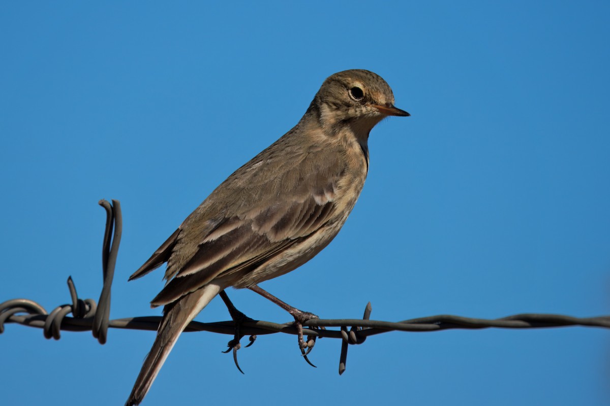 American Pipit - ML642692970