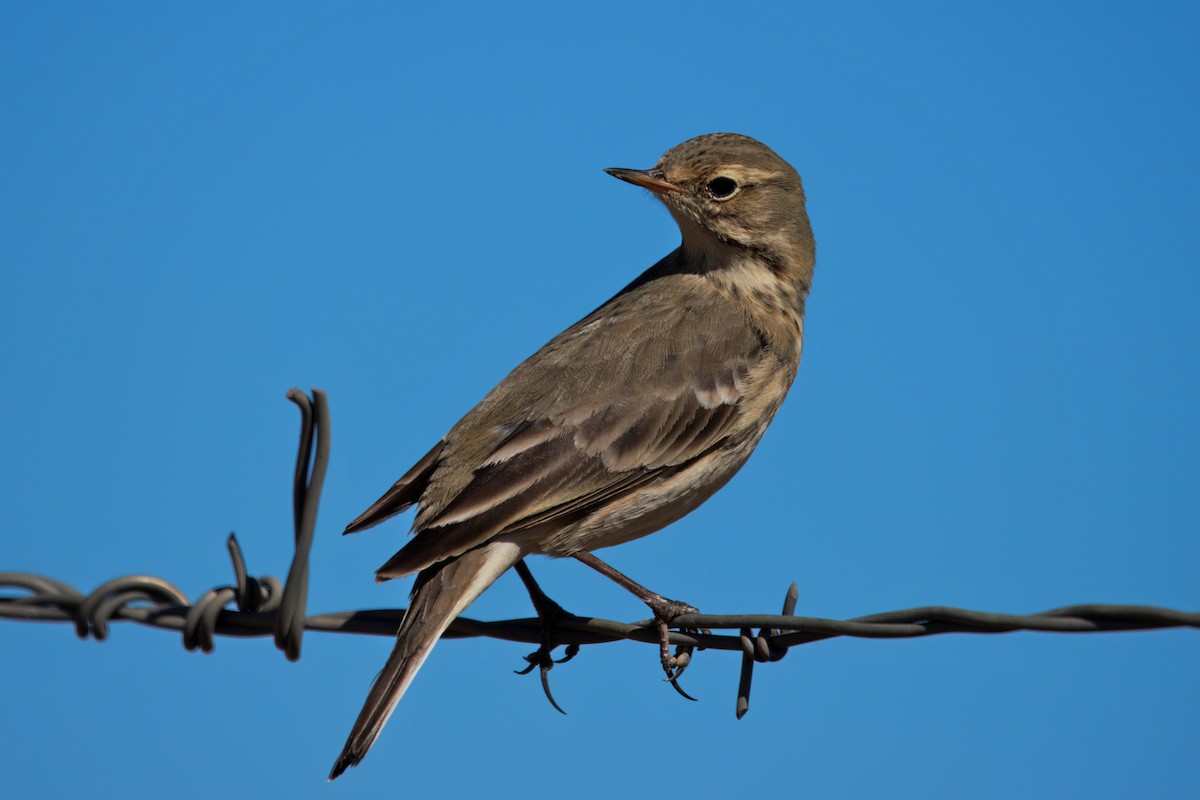 American Pipit - ML642692971