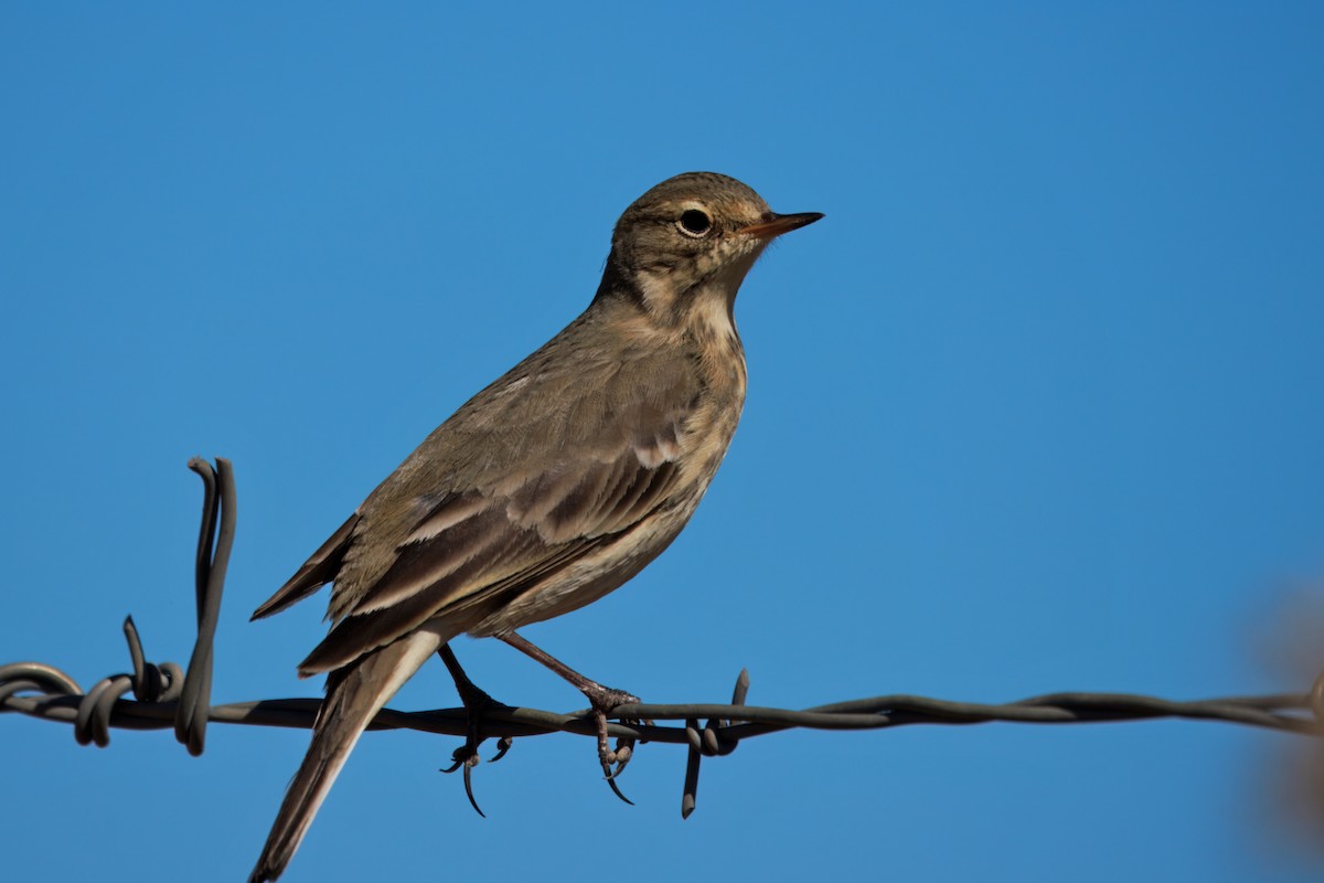 American Pipit - ML642692972