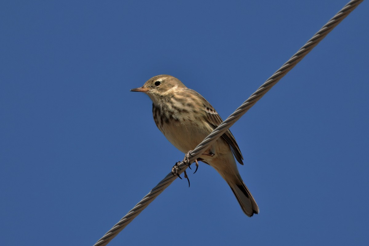 American Pipit - ML642692975