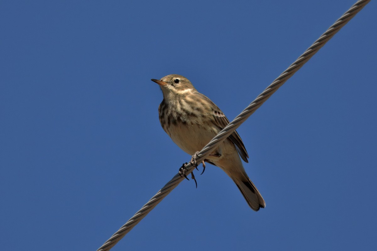 American Pipit - ML642692976