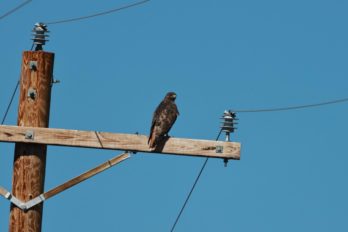 Red-tailed Hawk (calurus/alascensis) - ML642692981